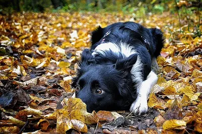 Canac Centrum Edukacji Kynologicznej